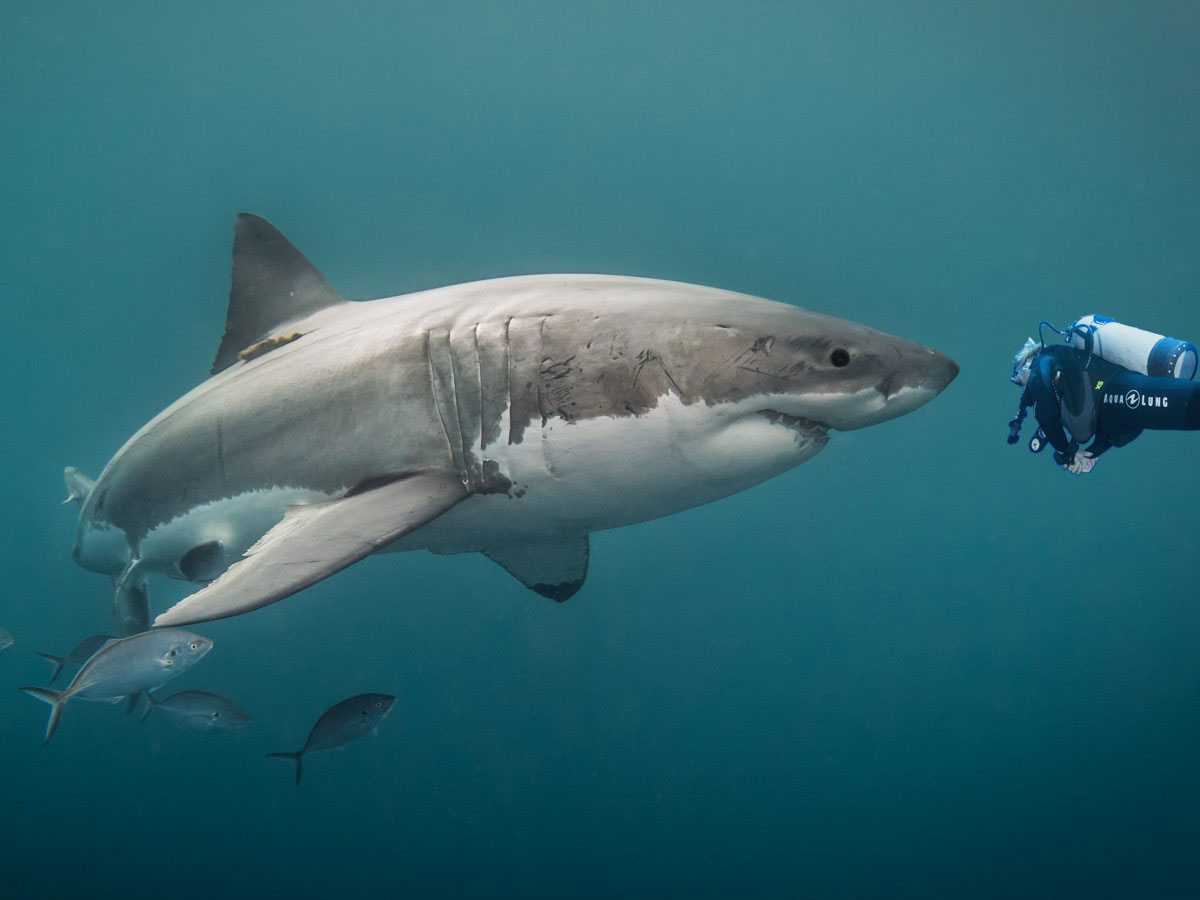 スキューバダイビングってサメに襲われないの スキューバダイビング情報